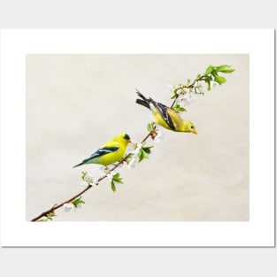 American Goldfinches on Cherry Tree Posters and Art
